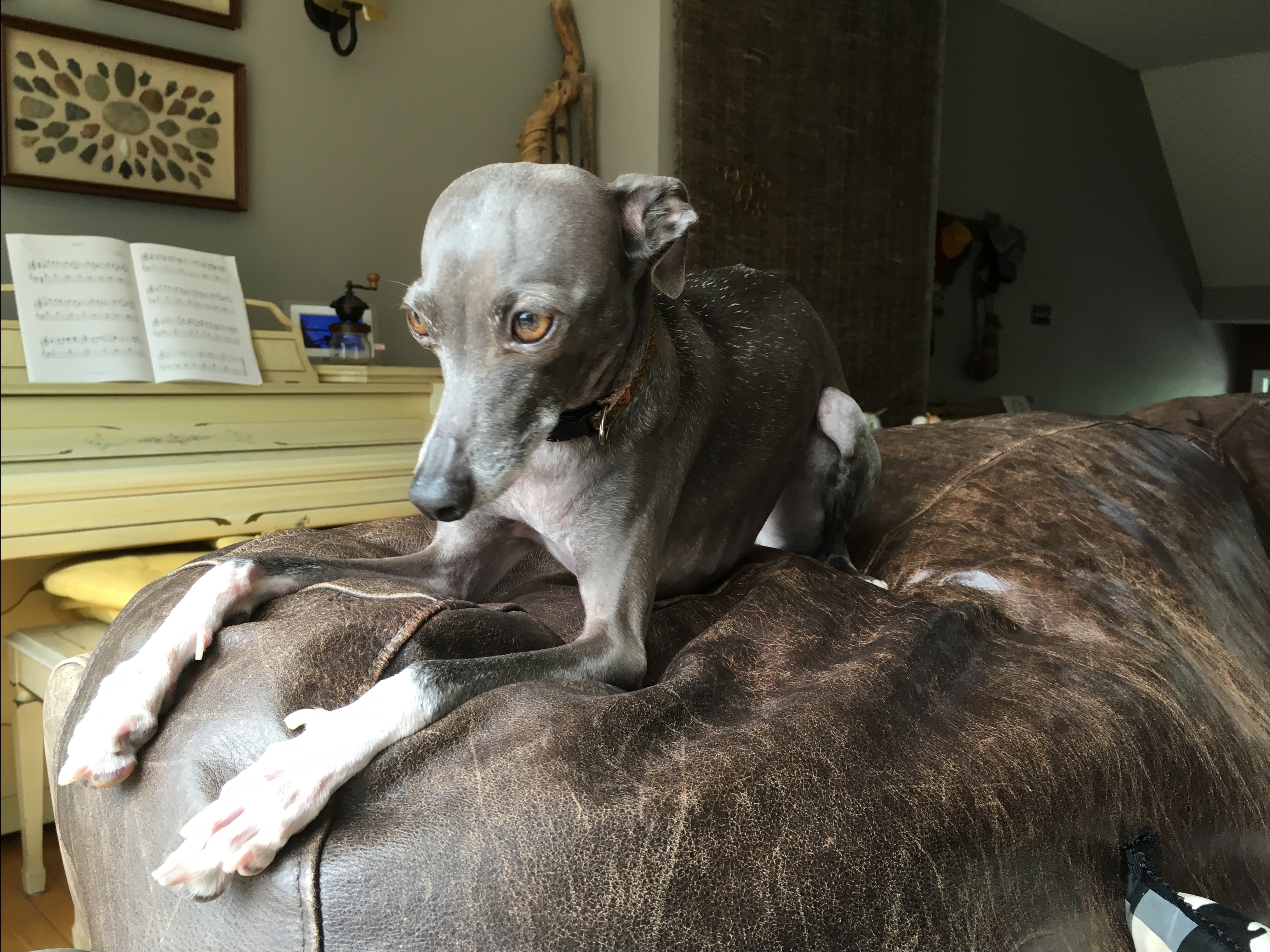 Dolce