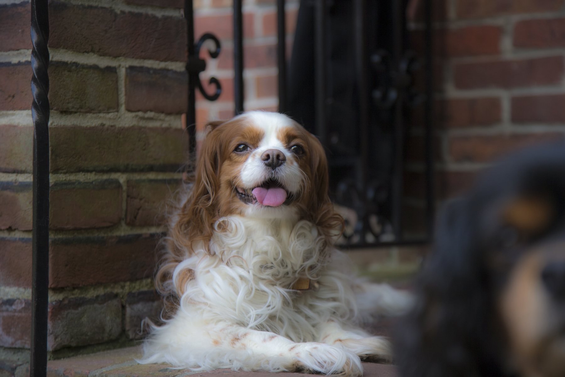 Buddy